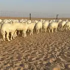 رخال حريات جذعات صنف حرش الشعره القطنيه الملكيه