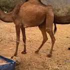 بكره للبيع