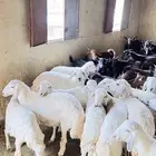 ضان وتيوس دهم للبيع