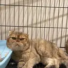 تبني قطتين سكوتش ذكر وانثى