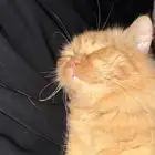 قطط لتبني