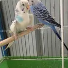 عصافير بادجي