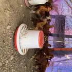 فروخ فرنسيه و عربي للبيع احجام ممتازه ومحصنه نيوكاسل و B1