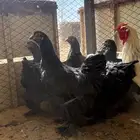 دجاج براهما