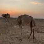 رحول وناقة للبيع