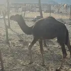 حشو للبيع صغار