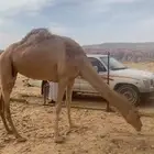الناقه امها عمانيه وابوها ولد براق
