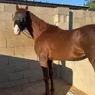 خيل