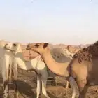 للبيع ثلاث قعدان وبكرة