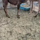 بكره كفو