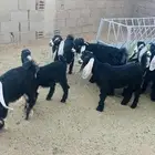العرض تيوس وصخال ..عارضيات .. العدد 12 ..