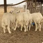 طليان ورخال للبيع