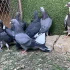 قلابي قطيفي نخبة