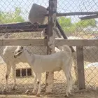 اثنين تيوس مشاريع