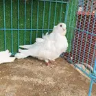 ذكور كشكشي