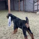 تيس عطر صننف