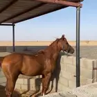 حصان