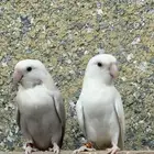 روز روز منتج