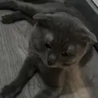 قطط لتبني