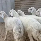 ذبايح حريات