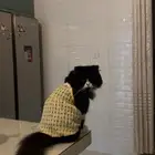 قط شيرازي