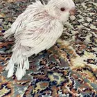 فرخ ببغاء كويكر البينو