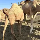 قعود عمره 8 شهور