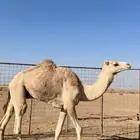 قعود سلاله طيبه