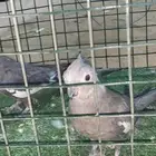 كروان ذكرين وأنثى