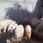طليان رخال حري