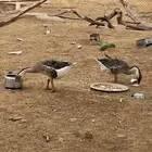 وز عراقي