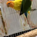 طيور روز للبيع على السوم ولانعرف هو ذكر أو انثى