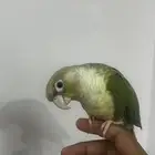 كنيور سينمن