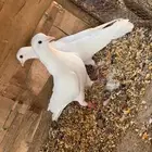 جوز قلابي غرانيق