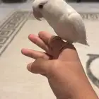 طير روز اليف