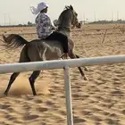 فرس واهو