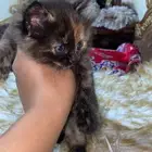 البيع قطه سيرازي العمر شهر و نص
