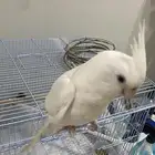 بغبغاء كروان البينو عيونه حمراء