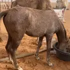 للبيع حصان
