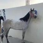 حصان عربي جزيري خصي حار