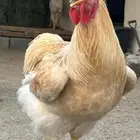 دجاج براهما ولهمان وبلدي وفيومي