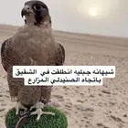 شيهانه جبليه ضايعه في الشقيق الصنيدلي ب المزارع