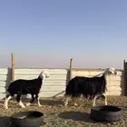 نجديه كفو تحتها خروف كفو