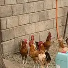 ديكه بلديه كفو