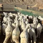 طليان سواكن بيض