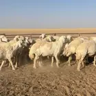 غنم حريات حرش وجروم طيبه