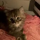 قطه