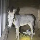 للبيع حماره الموقع الجايزه