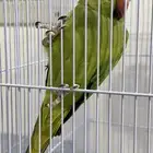 طيور بغبغا درة هندي