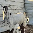 عنز هولنديه صنف